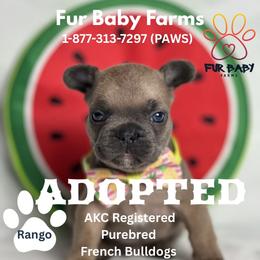 Michael - Blue fawn male French Bulldog puppy in Michigan from Fur Baby Farms