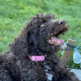 Goldendoodles and Poodles from Sammy's Doodles