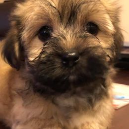 Havanese Puppies from Sandy’s Havanese