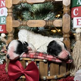 Stitch - Black and white male Cockapoo puppy in Griffin, Georgia from Rawls Lovely Little Tots