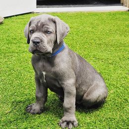 Cane Corso Puppies from Worldwide Cane Corso
