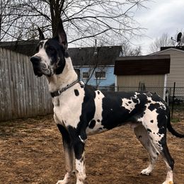Pharaoh - Great Dane