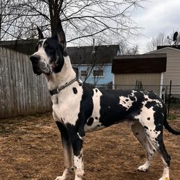 Pharaoh - Great Dane