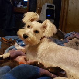 Libbie - Miniature Schnauzer