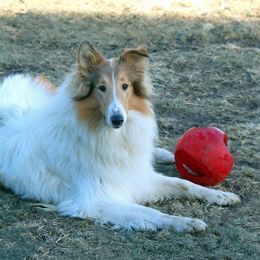 Charlie - Collie