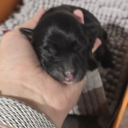 Australian Shepherd Puppies from Chaparro Farm