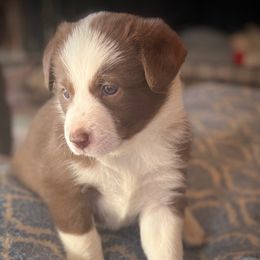 Freya - White and red female Border Collie puppy in North Lakeport, California from Wild Rose Ranch