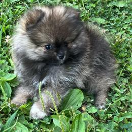Zest - Wolf sable male Pomeranian puppy in Jefferson City, Missouri from MJ’s Pomeranians