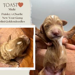 Toast - Red  male Goldendoodle puppy in Hilton, New York from The House of Goldendoodle