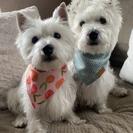 West Highland White Terrier Puppies from Bountiful Westies of West Michigan