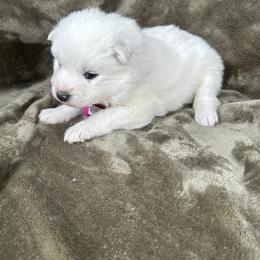 Rose - White female Samoyed puppy in Atkinson, Nebraska from Sandhills Samoyeds