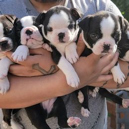 Boston Terrier Puppies from K & B Bostons