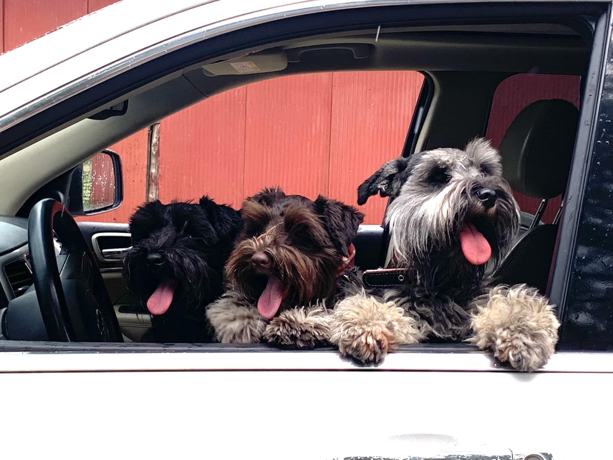 Deep south hot sale quality schnauzers