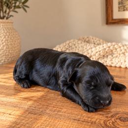 Boy 2 - Black and white male Aussiedoodle puppy in Reno, Nevada from LittleLegacyDoodles