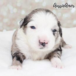 Skylar - Blue merle female Miniature Australian Shepherd puppy in Pinehurst, Texas from Aussie Amor