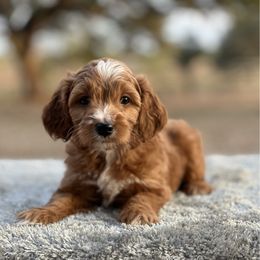 Girl 2 - Red  female Goldendoodle puppy in Cuero, Texas from Firestorm Kennel