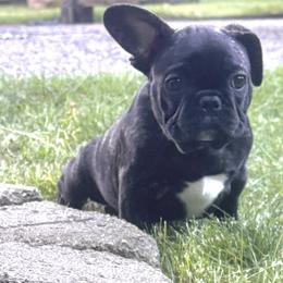 French Bulldog Puppies from Camarra King