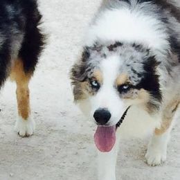 Australian Shepherds from Golden Triangle Aussies