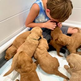 Goldendoodle Puppies from South Georgia Golden Doodle Ranch LLC