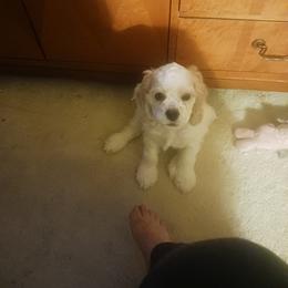 Cleo - Buff and white female Cocker Spaniel puppy in New York, New York from Donna Vaughn