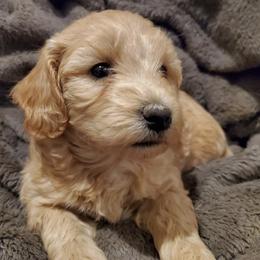 Goldendoodles and Pugs from Adorablecritters/ Dare to Doodle