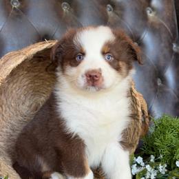 Ryker- Has Tail and Videos - Red tri-color male Australian Shepherd puppy in Troy, South Carolina from Lana Corley- Australian Shepherds of 3/W Farms
