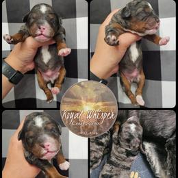 Chewbacca - Blue merle male Bernedoodle puppy in Payson, Utah from All Around Royalty & Royal Whisper Companions