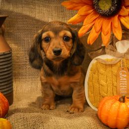 Miss Green - Brindle female Dachshund puppy in Virginia City, Nevada from V.C. Weenies