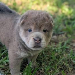 Remeron - Isabella dilute female Chinese Shar-Pei puppy in Clarksville, Tennessee from Wrinkle Bum Shar-Pei