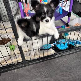 Cowboy - White black and tan male Papillon puppy in Lexington, South Carolina from Heather's Papillons