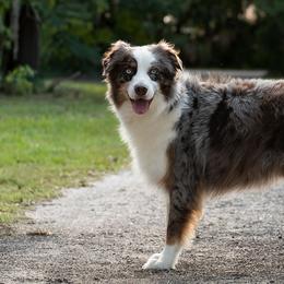 Australian Shepherds from U Cross Australian Shepherds