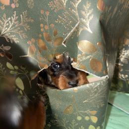 Dachshund Puppies from Birkin’ Paws