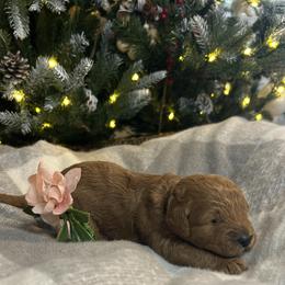 Holly (Light Pink Collar) - Red female Cavapoo puppy in Austin, Texas from Lucy Lou’s Cavapoos