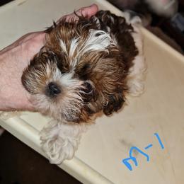 Boy 1 - Tricolor male Shih Tzu puppy in Bethlehem, Pennsylvania from Cinnamon's Shih Tzus