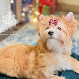 Biewer Terrier and Russian Salon Dog Puppies from Petit Bijou