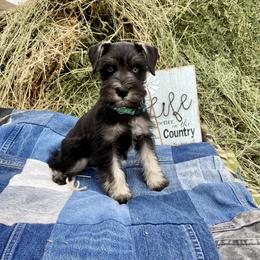 Miniature Schnauzer Puppies from Schnauzers on Robinson Lane
