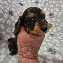 Poseidon - Black and tan male Dachshund puppy in Tonopah, Arizona from Desert Diamond Dachshunds