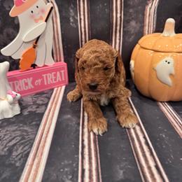 Girl 3 - Red  female Goldendoodle puppy in Bucyrus, Missouri from Hill Top Pomskies