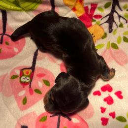 No Mark Black and Tan Male - Black and tan male Dachshund puppy in Red Bud, Illinois from Midwest Miniature Dachshunds