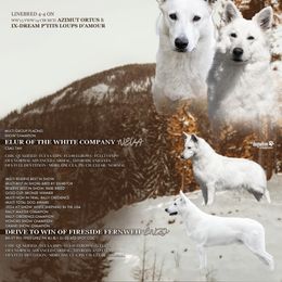 Berger Blanc Suisse puppies from Fireside Fernweh