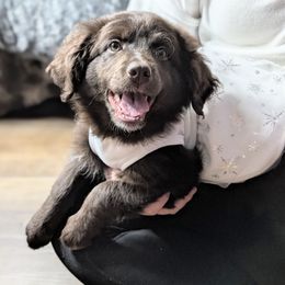 Mercedes (Purple collar) - Brown and white female Aussiedoodle puppy in Coulee City, Washington from Mr and Mrs Doodle Farm