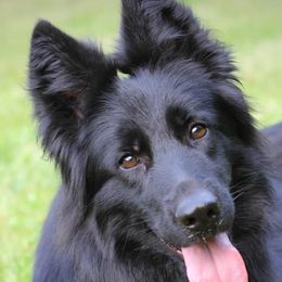 German Shepherds from Trusting Hearts Family German Shepherds