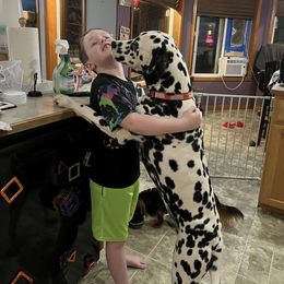 Dalmatian Puppies from Hallmark Dalmatians;