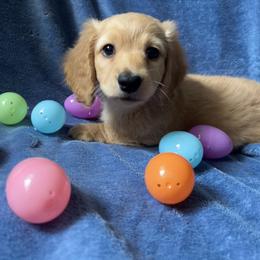 Dachshund Puppies from Zacha’s Doxie House