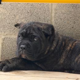 3rd Pick-Male - male Cane Corso puppy in Crossville, Tennessee from CANE CORSO DI DROGHEDA