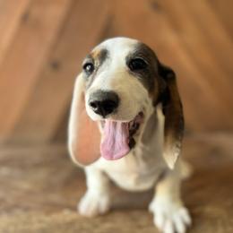 Bridger - Piebald male Dachshund puppy in Pflugerville, Texas from Dream A Dream Dachshunds