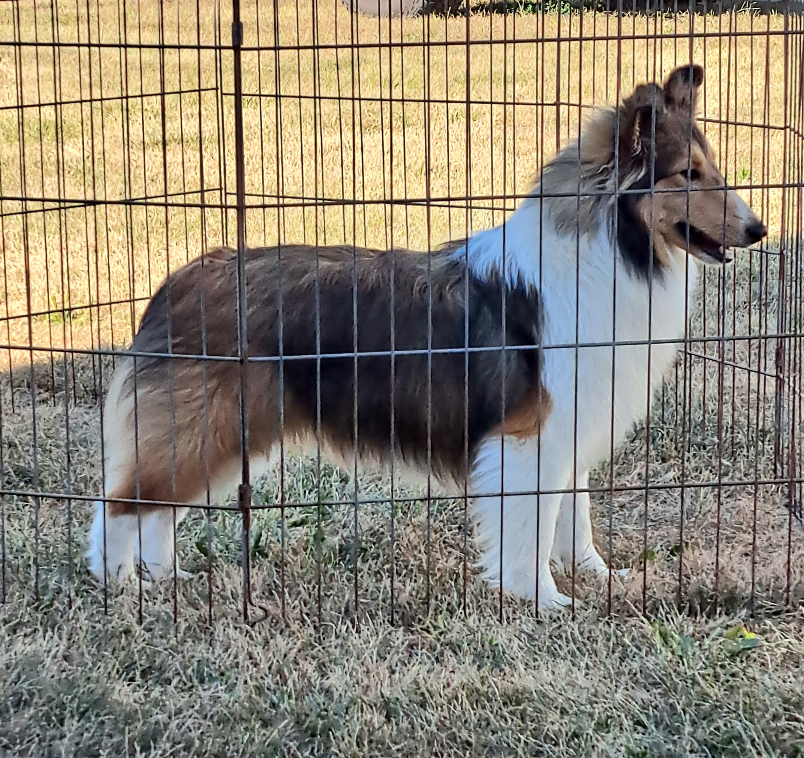 Patience - Shetland Sheepdog
