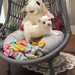 Casper - Fawn and white male Chihuahua puppy in Ochlocknee, Georgia from High Cotton Chihuahuas