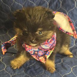 Bt girl - Black and tan parti female Pomeranian puppy in Bloomingdale, New Jersey from Bella Luna Pomeranians