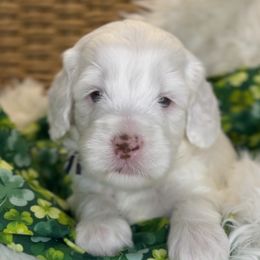 Maverick - Cream Australian Labradoodle puppy in Duck River, Tennessee from Sunday Doodles